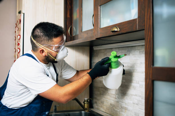Best Mosquito Control Services  in Bay Pines, FL
