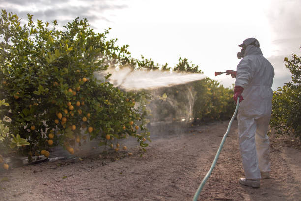 Best Local Pest Control Services  in Bay Pines, FL
