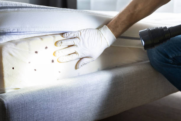 Best Pest Inspection Near Me  in Bay Pines, FL